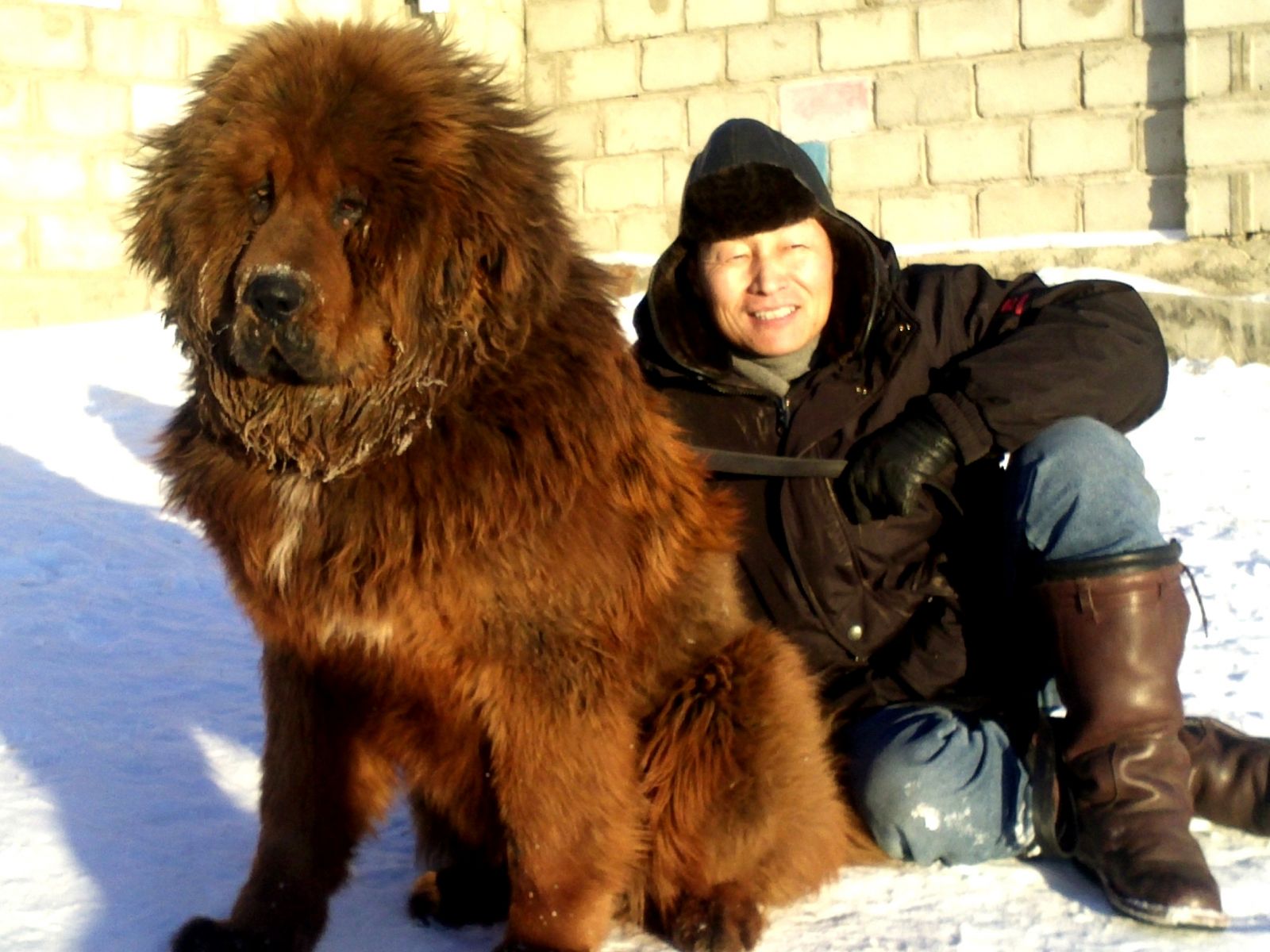 Собака Монгол банхар